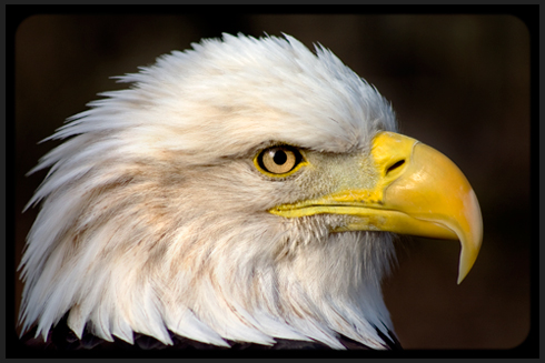 patriot_bald_eagle